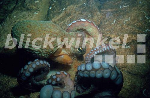 Blickwinkel Gemeiner Krake Gemeiner Octopus Polyp Gewoehnlicher 