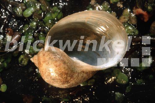 blickwinkel - Eifoermige Schlammschnecke (Radix balthica, Radix ovata ...