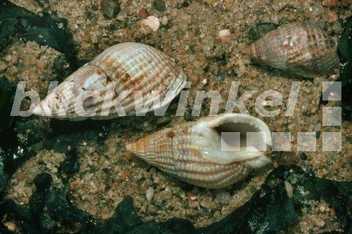 blickwinkel NetzReusenschnecke, Netzreusenschnecke, NetzFischreuse