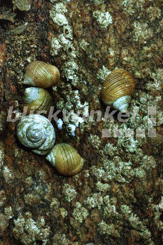 blickwinkel Rauhe Strandschnecke, Spitze Strandschnecke, Dunkle