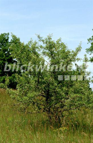 blickwinkel Holzbirne, HolzBirne, Wildbirne, WildBirne (Pyrus