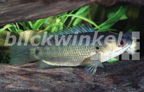 blickwinkel Kletterfisch, KletterFisch (Anabas testudineus