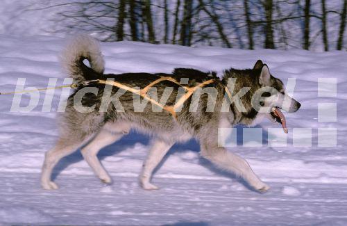 blickwinkel Groenlaender Schlittenhund (Canis lupus f. familiaris