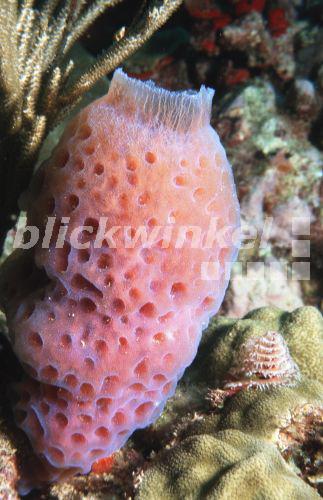 Blickwinkel Azurblauer Vasenschwamm Callyspongia Plicifera Vase Sponge Bell Sponge Callyspongia Plicifera H Goethel