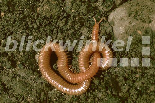 blickwinkel - Erdlaeufer (Geophilus longicornis), auf Erdboden - wire centipede, garden ...