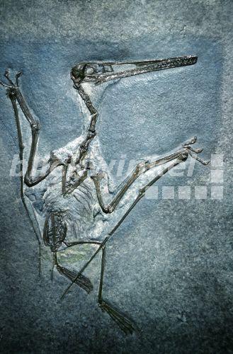 Miniaturen Reptilien-Dinosaurier-Schädelmodell Aus Harz