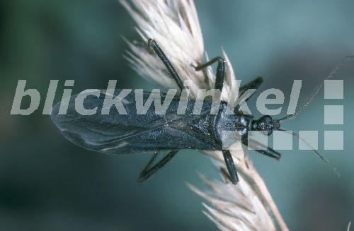 blickwinkel Staubwanze, Kotwanze, Maskierter Strolch (Reduvius