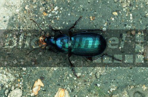blickwinkel Gruenkaefer (Chlaenius decipiens). ground beetle