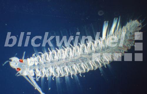 blickwinkel Knospensyllide (Exogone gemmifera). polychete (Exogone