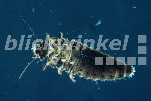 blickwinkel - Schwimmkaefer, Larve - diving beetle, larva - Hecker/Sauer
