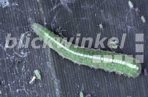 Weisse Dickkopf-Schwebfliege (Scaeva pyrastri), Larve erbeutet Blattlaeuse<BR>cabbage aphid hover fly (Scaeva pyrastri), larva feeding greenflies - Hecker/Sauer