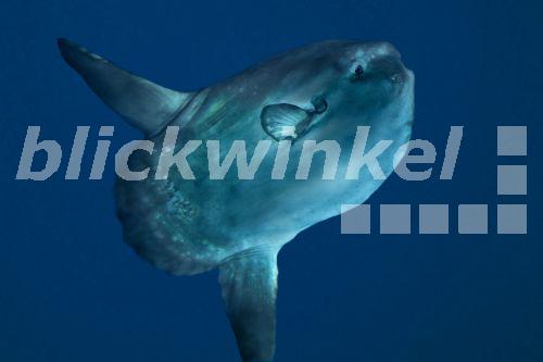 blickwinkel - Schlanker Mondfisch, Stutzmondfisch, Schwimmender Kopf ...