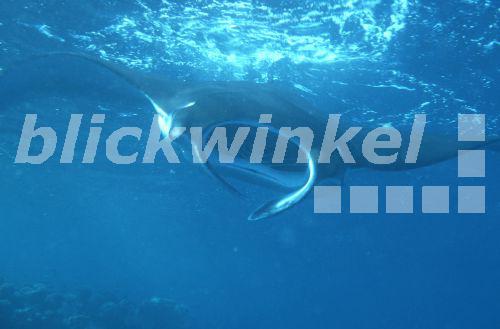 blickwinkel - Manta, Mantarochen, Riesenmanta, Grosser ... atlantic devil ray diagram 