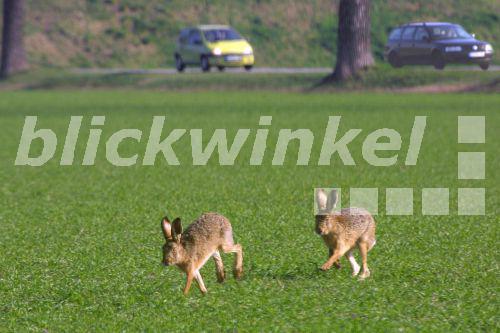 blickwinkel - Europaeischer Hase, Europaeischer Feldhase (Lepus