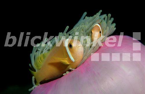 blickwinkel SchwarzflossenAnemonenfisch, MaledivenAnemonenfisch