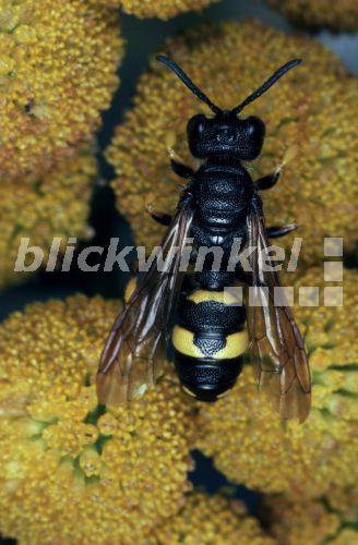 blickwinkel Bienenjagende Knotenwespe, Bienenjagende KnotenWespe
