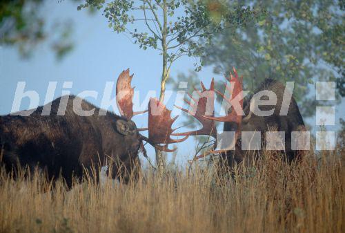blickwinkel - Elch (Alces alces), kaempfende Hirsche , USA, Grand Teton