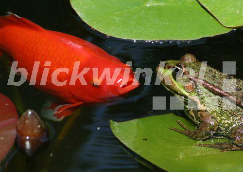 blickwinkel Wasserfrosch und Goldfisch (Rana esculenta, Carassius