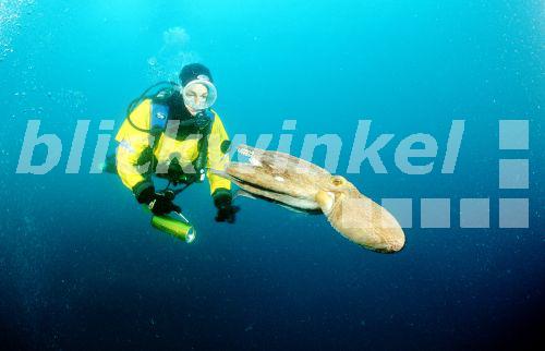 Blickwinkel Gemeiner Krake Gemeiner Octopus Polyp Octopus Vulgaris 