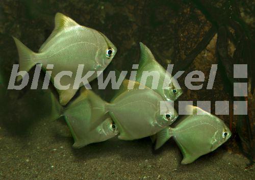 blickwinkel Silberflossenblatt, SilberFlossenblatt, Mondfisch, Mond