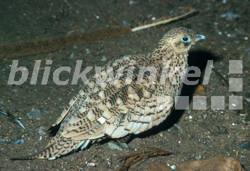 blickwinkel BraunbauchFlughuhn, BraunBauchFlugHuhn (Pterocles