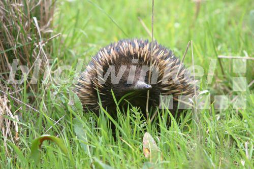 blickwinkel Kurzschnabeligel, AustralienKurzschnabeligel, Kurz