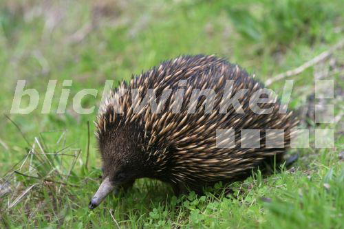 blickwinkel Kurzschnabeligel, AustralienKurzschnabeligel, Kurz