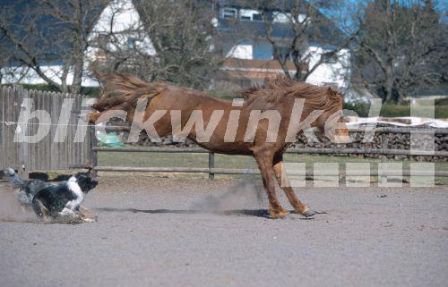 blickwinkel Islandpferd, Islandpony, Islaender (Equus przewalskii f