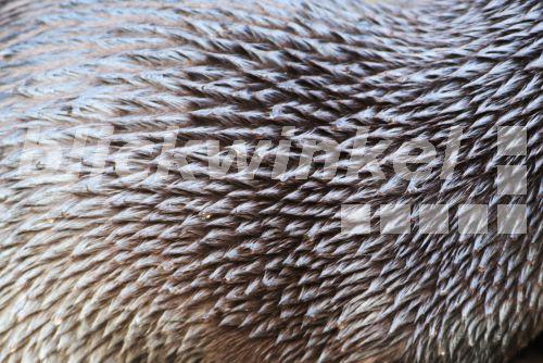 blickwinkel-europaeischer-fischotter-eurasischer-fischotter