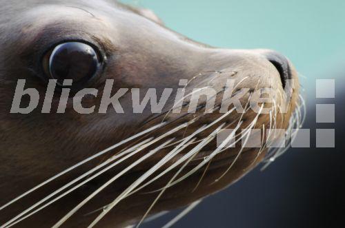 blickwinkel Kalifornischer Seeloewe, SeeLoewe (Zalophus