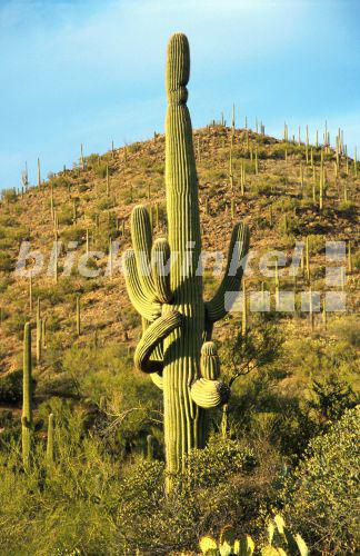 blickwinkel - Saguaro-Kaktus, Saguarokaktus, Riesenkaktus, Riesen