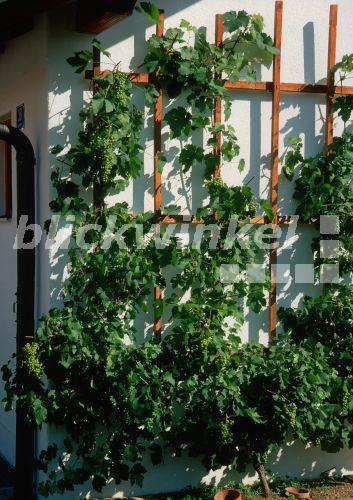 blickwinkel Echter Wein, Weinrebe (Vitis vinifera), an einer