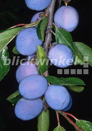 blickwinkel - Pflaume, Zwetschge (Prunus domestica), reife Fruechte an 