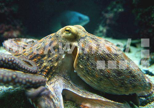Blickwinkel Gemeiner Krake Gemeiner Octopus Polyp Octopus Vulgaris 