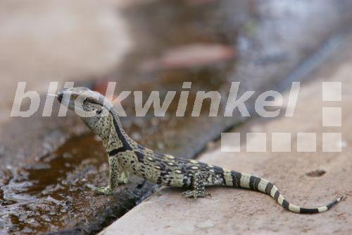 blickwinkel Steppenwaran, SteppenWaran (Varanus exanthematicus