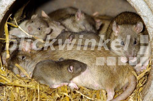 blickwinkel Wanderratte, WanderRatte (Rattus norvegicus), Familie im