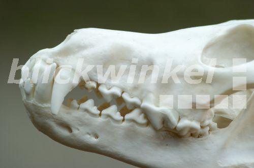 Blickwinkel Europaeischer Wolf Europaeischer Grauwolf Gewoehnlicher Wolf Gemeiner Wolf Canis Lupus Lupus Schaedel European Gray Wolf Canis Lupus Lupus Skull M Delpho