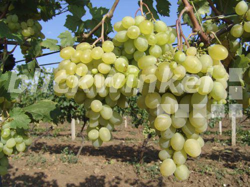 Echter Wein, Weinrebe (Vitis vinifera), weisse Weintrauben am Weinstock, Bulgarien<BR>grape-vine, vine (Vitis vinifera), white grapes on a vine, Bulgaria - M. Popow