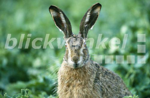 blickwinkel Europaeischer Hase, Europaeischer Feldhase