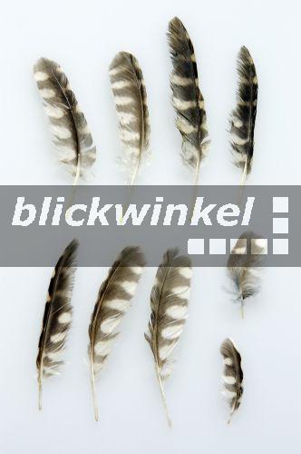 Blickwinkel Steinkauz Stein Kauz Athene Noctua Federn blickwinkel-steinkauz-stein-kauz-athene-noctua-federn