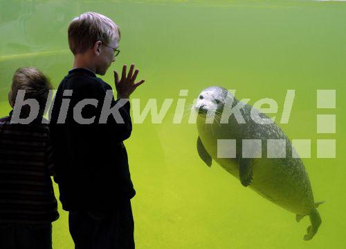 blickwinkel Seehund, SeeHund (Phoca vitulina), Kinder im Zoo mit