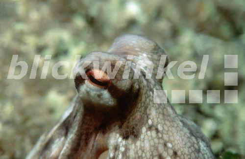 Blickwinkel Gemeiner Krake Gemeiner Octopus Polyp Octopus Vulgaris 