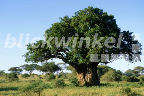 blickwinkel Baobab, Affenbrotbaum (Adansonia digitata