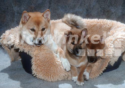 blickwinkel Ainu Inu, HokkaidoHund, HokkaidoKen (Canis lupus f