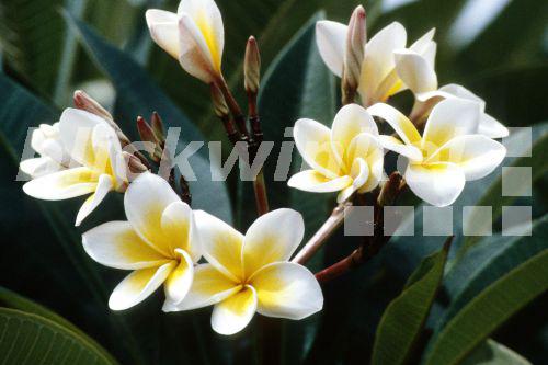 blickwinkel Frangipani (Plumeria alba), bluehend