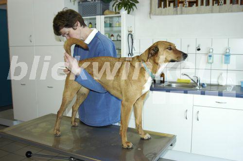 blickwinkel Haushund (Canis lupus f. familiaris), Hund beim Tierarzt