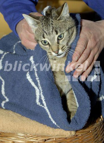 Hauskatze, Haus-Katze (Felis silvestris f. catus), wird gebadet und abgetrocknet<BR>domestic cat, house cat (Felis silvestris f. catus), bathing and drying - L. Lenz Hauskatze, Haus-Katze (Felis silvestris f. catus), wird gebadet und abgetrocknet<BR>domestic cat, house cat (Felis silvestris f. catus), bathing and drying - L. Lenz