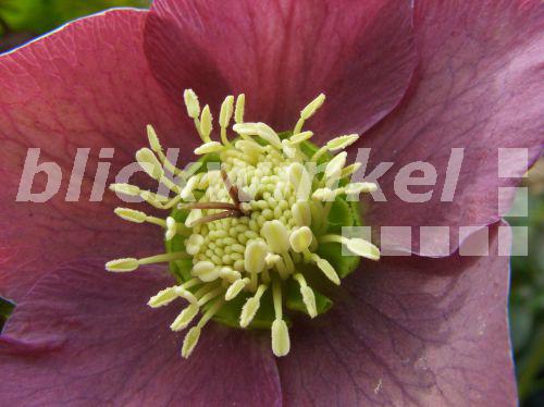 blickwinkel Dunkelrote Nieswurz, Lenzrose, Rote Christrose