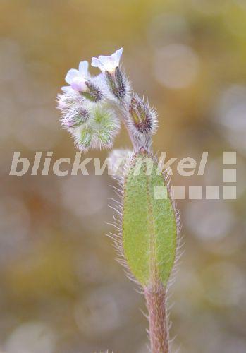Huegel-Vergissmeinnicht, Huegelvergissmeinnicht, Raues Vergissmeinnicht, Rauhes Vergissmeinnicht (Myosotis ramosissima), Bluetenstand, Deutschland<BR>early forget-me-not (Myosotis ramosissima), flowers, Germany - A. Jagel Huegel-Vergissmeinnicht, Huegelvergissmeinnicht, Raues Vergissmeinnicht, Rauhes Vergissmeinnicht (Myosotis ramosissima), Bluetenstand, Deutschland<BR>early forget-me-not (Myosotis ramosissima), flowers, Germany - A. Jagel