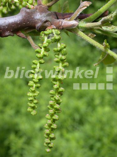 blickwinkel - Kalifornische Walnuss (Juglans californica), maennliche ...